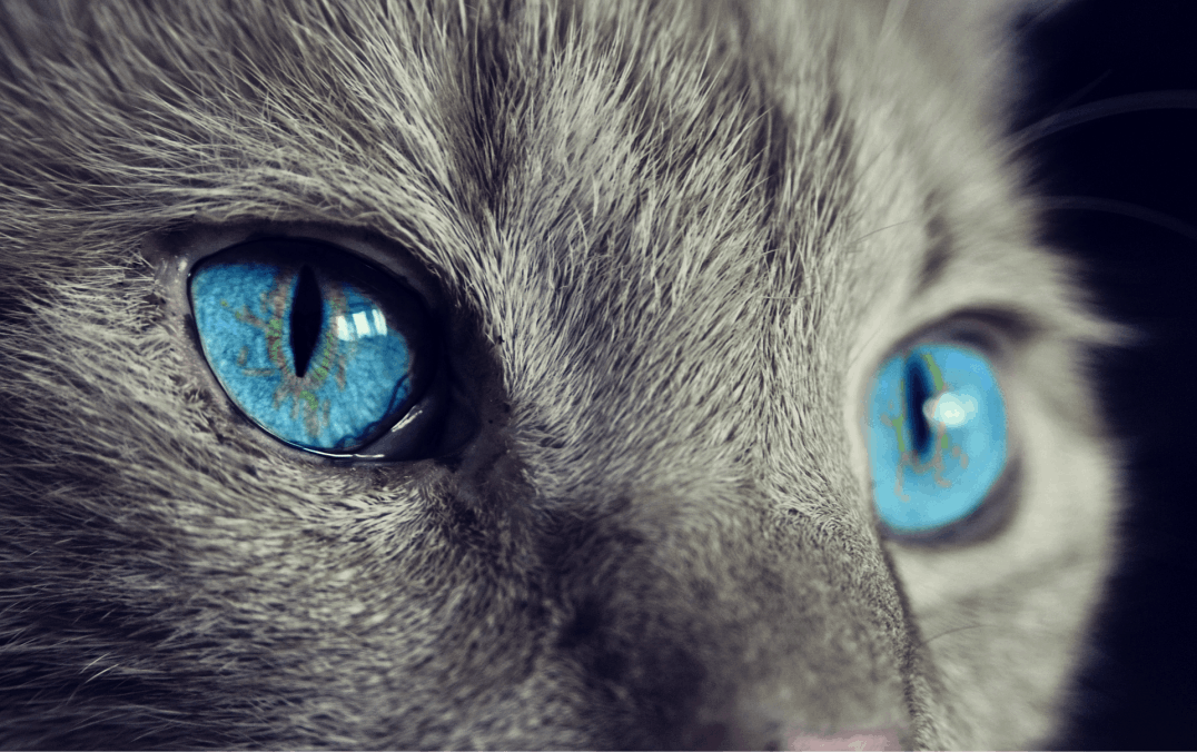 Petsitter.xyz Cat